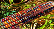 Avant qu’on ne le manipule, le maïs était coloré !
