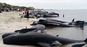 Plus de 400 baleines s’échouent en Nouvelle-Zélande
