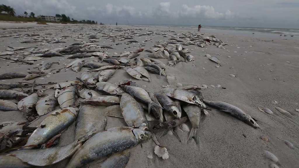 Une marée rouge meurtrière déclenche l’état d’urgence en Floride (photos)