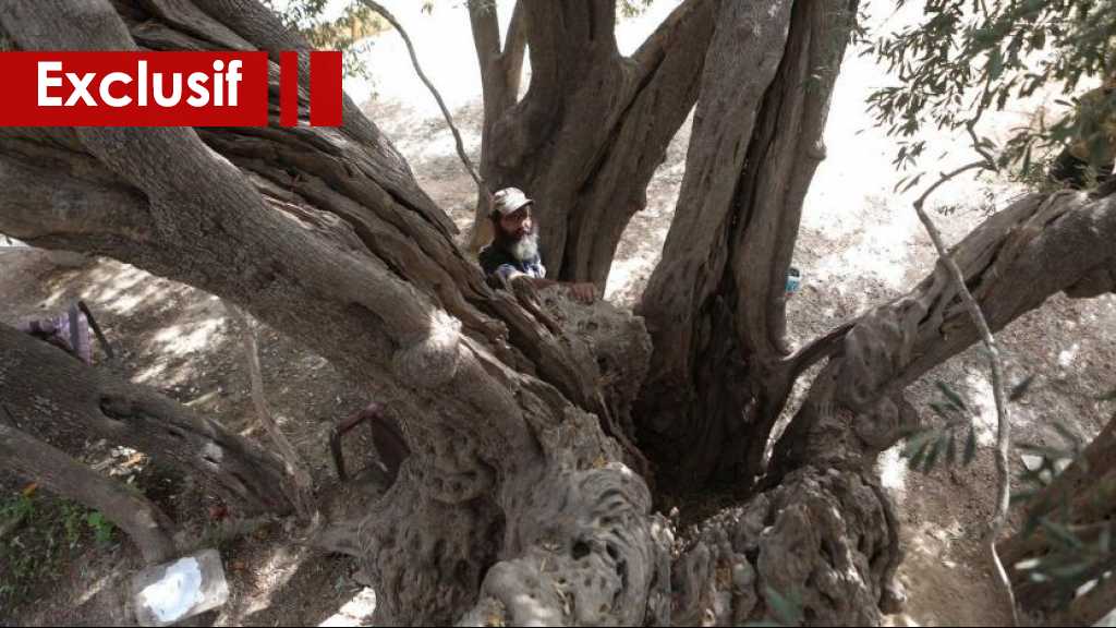 Un arbre palestinien qui résiste à l’occupation