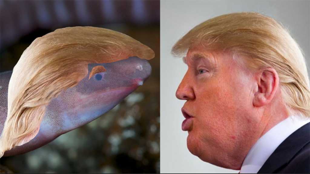 Un amphibien ressemblant à un ver nommé d’après le président Donald Trump