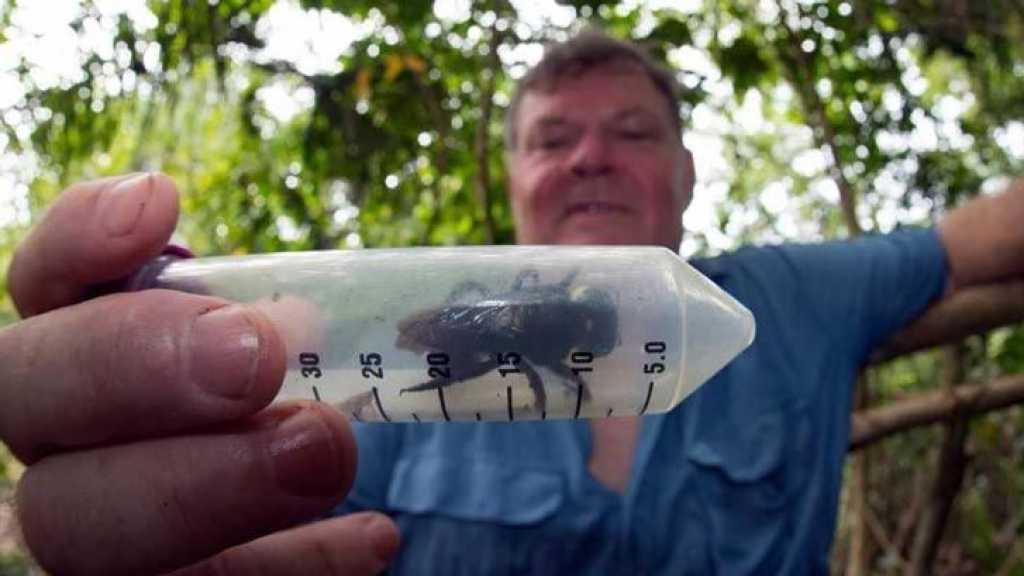Une abeille géante, disparue il y a près de 40 ans, refait surface en Indonésie
