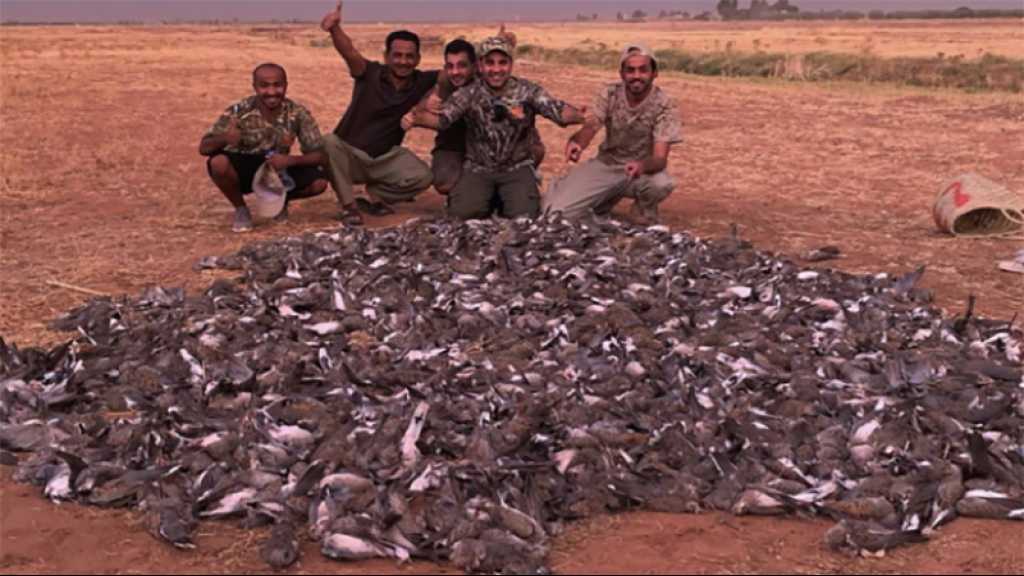 Les Marocains scandalisés par la chasse de 1.500 oiseaux en un jour par des touristes des pays du Golfe