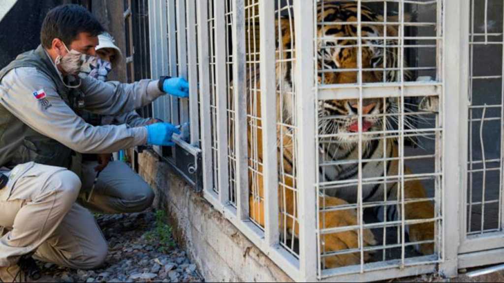 Coronavirus: vaccination expérimentale dans un zoo de Santiago du Chili