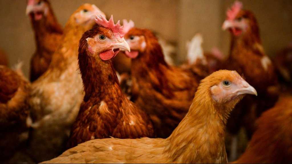 Grippe aviaire: le niveau de risque porté à «élevé» en France, les volailles confinées