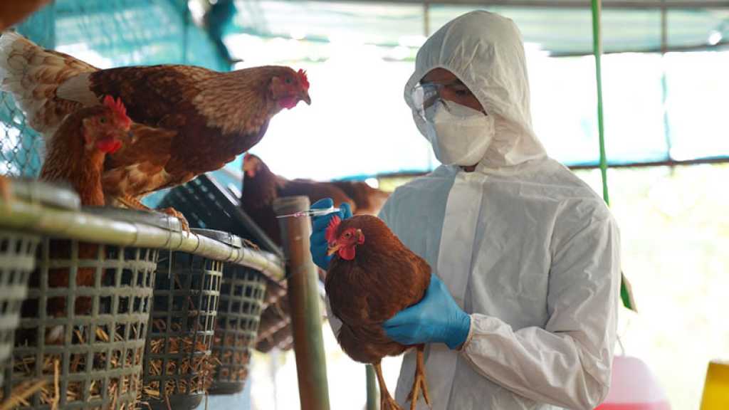 Les mutations rapides du virus de la grippe aviaire inquiètent les chercheurs