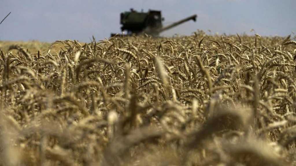 Les prix du blé chutent en raison d’une récolte exceptionnelle en Russie